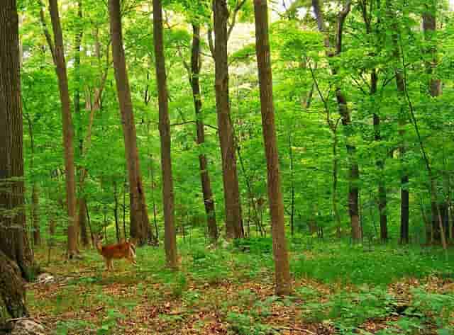 我只要作文怎么写