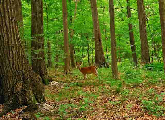 袖虎揭秘：病猫病狗也可能是过敏啊？