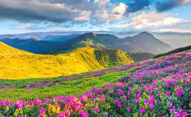 大家有吃过这样的饺子吗