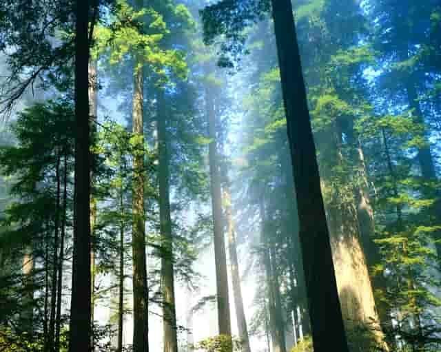 世界上最早的美人鱼视频