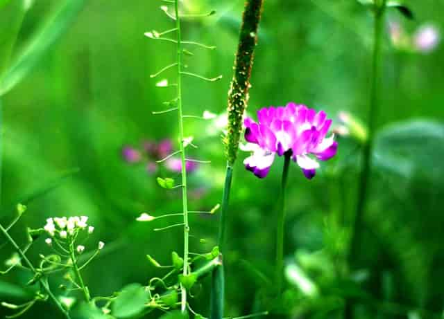 学点“猫咪心理学”，袖虎很靠谱
