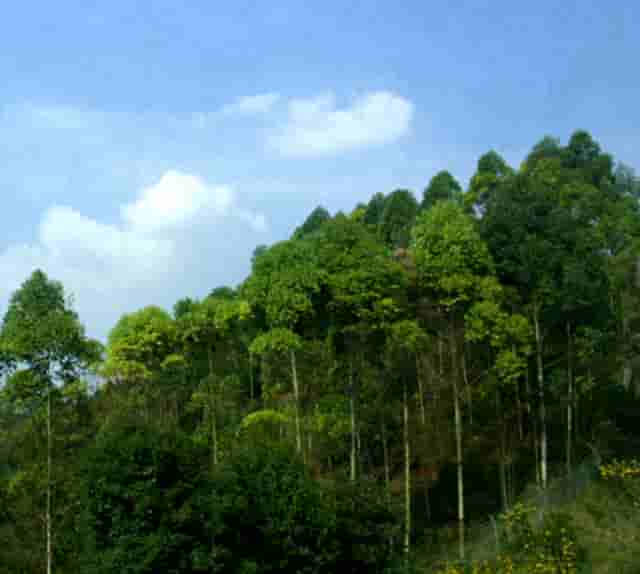 “鄂尔多斯红葱”正逐步走向产业化