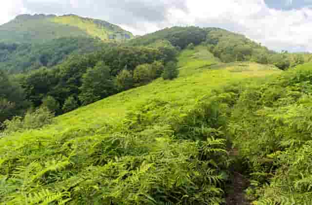 袖虎病狗攻略：狗身上碰不得的7个地方，小心无知被狗咬